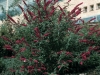 Buddleja Davidii Royal Red